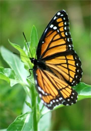 Limenitis archippus - Viceroy Butterfly