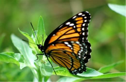 Limenitis archippus - Viceroy Butterfly