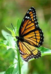 Limenitis archippus - Viceroy Butterfly