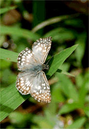 Pyrgus albescens - White Checkered Skipper