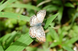 Pyrgus albescens - White Checkered Skipper