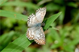 Pyrgus albescens - White Checkered Skipper