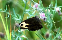 Cercyonis pegala - Common Wood Nymph