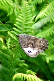 Cercyonis pegala - Common Wood Nymph