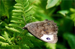 Cercyonis pegala - Common Wood Nymph