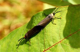 Cisseps fulvicollis - Yellow-collared Scape Moth