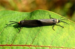 Cisseps fulvicollis - Yellow-collared Scape Moth