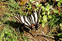 Eurytides marcellus - Zebra Swallowtail Butterfly