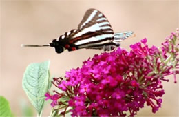 Eurytides marcellus - Zebra Swallowtail Butterfly