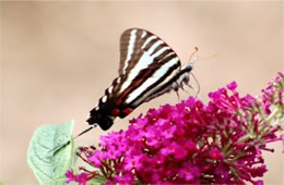 Eurytides marcellus - Zebra Swallowtail