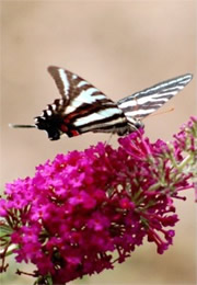 Eurytides marcellus - Zebra Swallowtail Butterfly