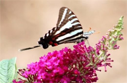 Eurytides marcellus - Zebra Swallowtail Butterfly