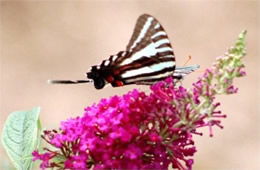 Eurytides marcellus - Zebra Swallowtail Butterfly