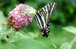 Eurytides marcellus - Zebra Swallowtail