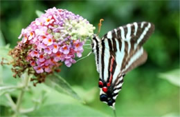 Eurytides marcellus - Zebra Swallowtail Butterfly