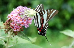 Eurytides marcellus - Zebra Swallowtail Butterfly