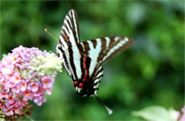 Eurytides marcellus - Zebra Swallowtail Butterfly