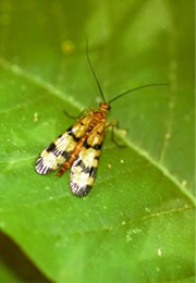 scorpionfly