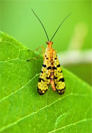 scorpion fly