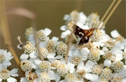 Thyris maculata - Spotted Thyris Moth and Weevil