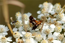 Thyris maculata - Spotted Thyris Moth and Weevil