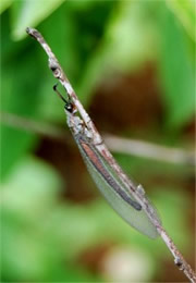 Myrmeleon - Antlion