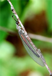 Myrmeleon - Antlion