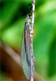 Myrmeleon - Antlion