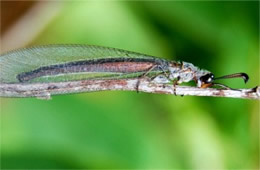 Myrmeleon - Antlion