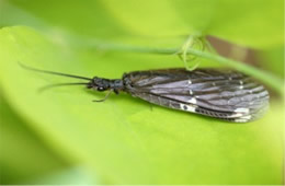 Nigronia - dark fishfly