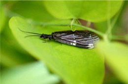 Nigronia - dark fishfly