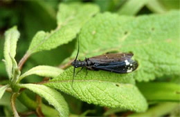 Nigronia - dark fishfly