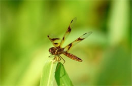 Amberwing Dragonfly