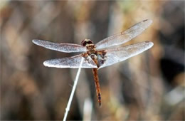 Arizona Dragonfly