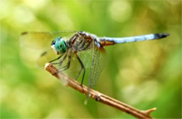 Pachydiplax longipennis - Blue Dasher Dragonfly