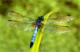 Pachydiplax longipennis - Blue Dasher Dragonfly