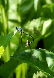 Zygoptera - Damselfly Mating