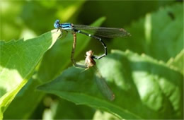 Zygoptera - Damselfly Mating