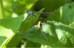 Zygoptera - Damselfly Mating