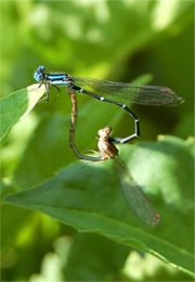 Zygoptera - Damselfly Mating