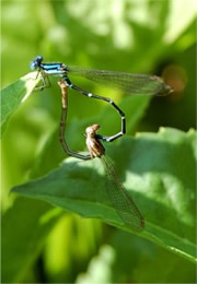 Zygoptera - Damselfly Mating