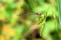 damselfly