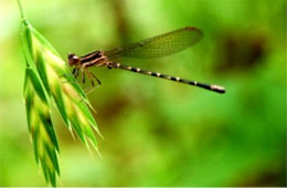 damselfly