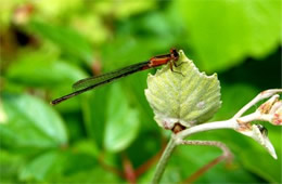 damselfly