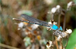 Damselfly