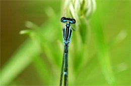 Zygoptera - Damselfly 