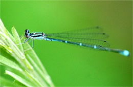 Zygoptera - Damselfly