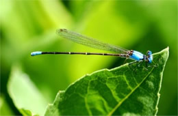 Zygoptera - Damselfly