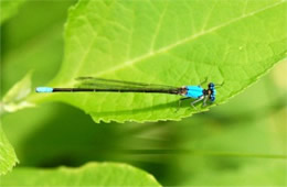 damselfly