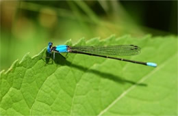 damselfly